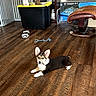 puppy, dog, corgi, indoor, wooden_floor, toy, rope_toy, food_bowls, polka_dot, leather_chair, pet, pet_toy, lying_down, small_dog, cute, domestic, flooring, home, animal, playful