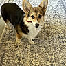 Calliope joined the competition — help win amazing prizes! dog, corgi, pet, animal, indoor, carpet, fur, ears, brown, black, white, cute, standing, looking, chew, treat, floor, expression, domestic, companion