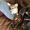 Calliope is registered to the contest to win money with this photo: puppy, dog, corgi, couch, leather, pillow, blanket, indoor, pet, resting, cozy, fur, animal, cute, young, small, ears, nose, paw, home