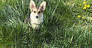 Calliope joined the competition — help win amazing prizes! dog, puppy, corgi, grass, meadow, dandelion, greenery, nature, outdoor, animal, cute, pet, young, ears, fur, sitting, ground, sunlight, plants, field