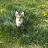 dog, puppy, corgi, grass, meadow, dandelion, greenery, nature, outdoor, animal, cute, pet, young, ears, fur, sitting, ground, sunlight, plants, field