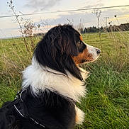 Vulkan participe au concours pour gagner de l'argent avec cette photo : dog, tricolor_dog, australian_shepherd, profile, portrait, outdoor, field, grass, harness, leash, fur, fluffy, white_ruff, snout, eye, sky, sunset, wire_fence, nature, calm