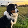 dog, australian_shepherd, canine, pet, fur, tricolor, grass, field, sunset, sky, harness, portrait, side_profile, bokeh, outdoor, nature, sitting, attentive, whiskers, muzzle