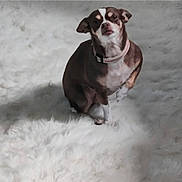 Bella Diane Mackey joined the competition — help win amazing prizes! animal, brown_dog, canine, companion, curious, cute, dog, domestic, fluffy_rug, fur, household, indoor, looking_up, pet, pink_collar, portrait, raised_paw, sitting, small_dog, white_fur