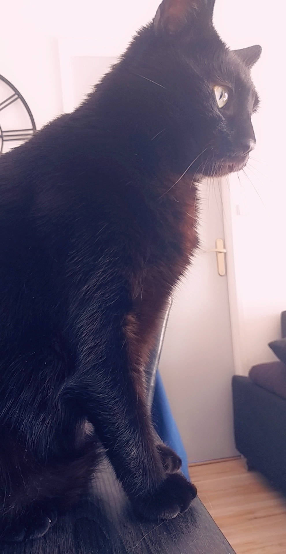 Diesel a rejoint le concours — aidez-le/la à gagner de superbes lots ! asian, black_cat, bombay, british_shorthair, carnivore, cat, chartreux, domestic_short_haired_cat, felidae, fur, korat, mammal, small_to_medium_sized_cats, snout, tail, vertebrate, whiskers