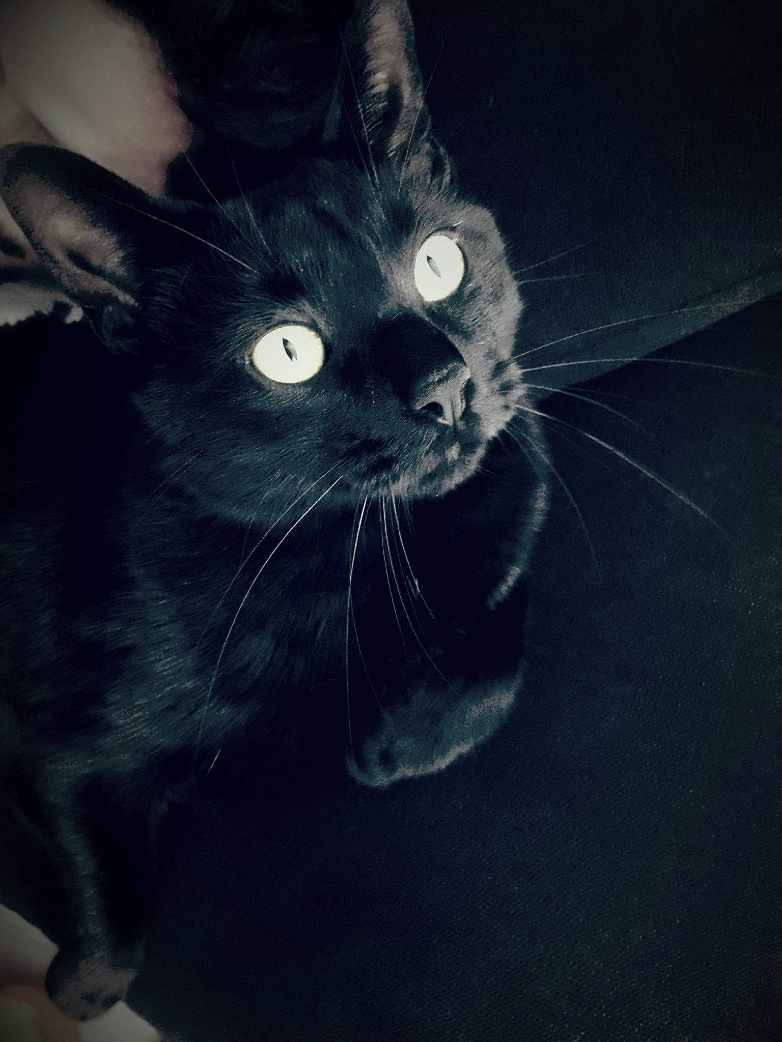 Diesel participe au concours pour gagner de l'argent avec cette photo : asian, black, black_and_white, black_cat, carnivore, cat, darkness, domestic_short_haired_cat, eye, felidae, fur, kitten, sky, small_to_medium_sized_cats, snout, whiskers