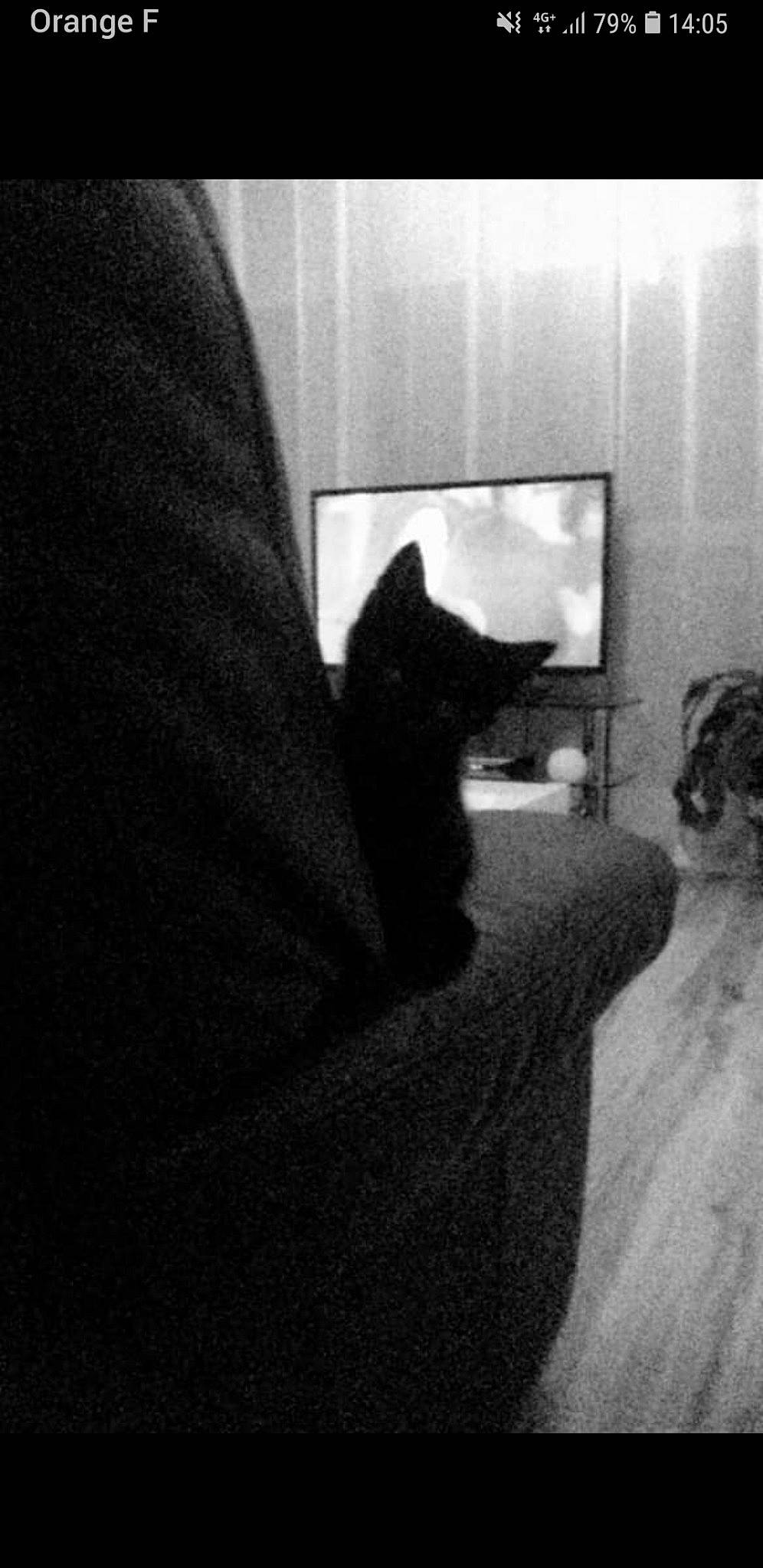 Diesel a rejoint le concours — aidez-le/la à gagner de superbes lots ! black, black_and_white, black_cat, carnivore, cat, felidae, kitten, monochrome, photography, room, small_to_medium_sized_cats, snapshot, style, whiskers