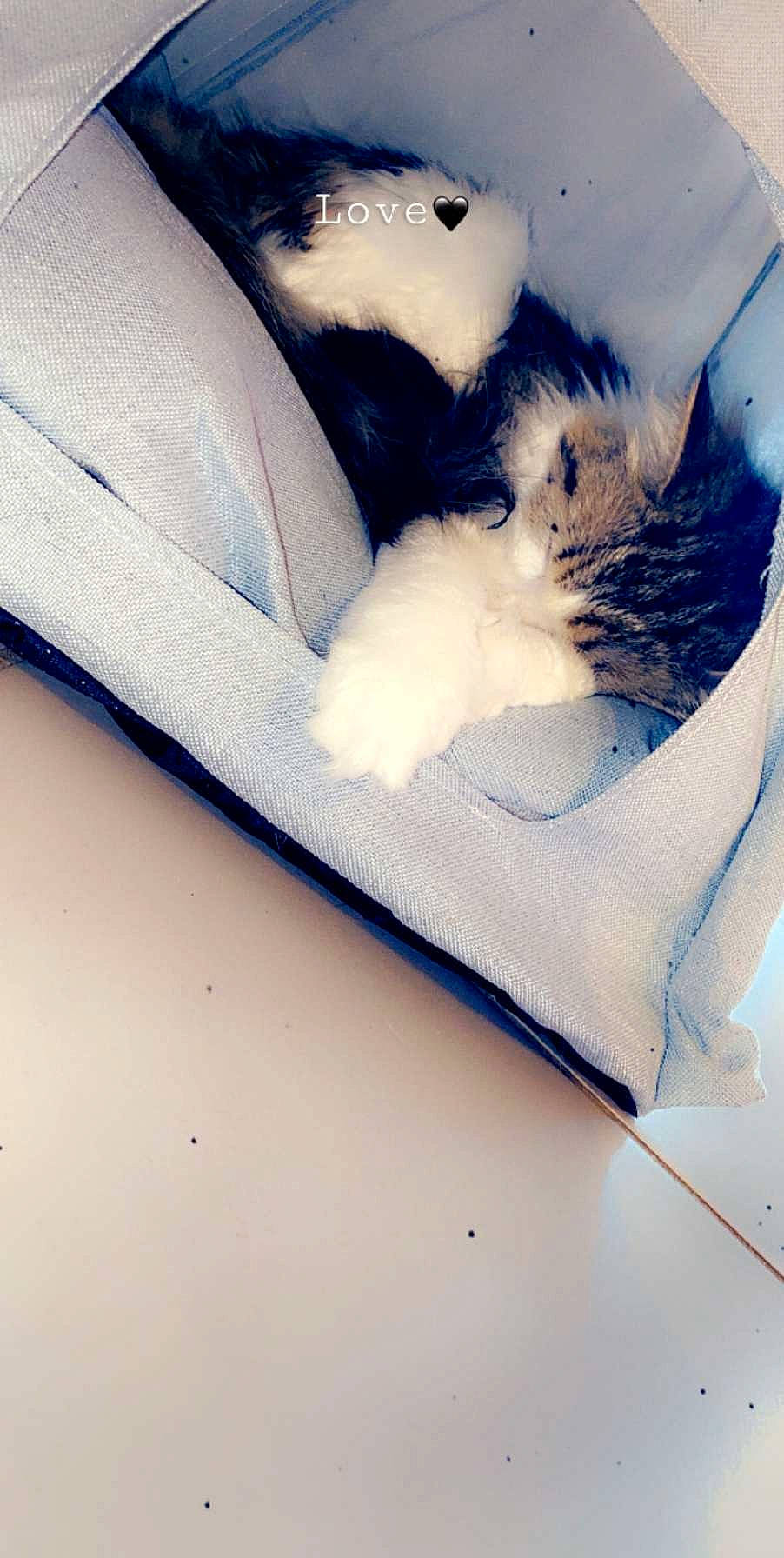 Nala participe au concours pour gagner de l'argent avec cette photo : carnivore, cat, ear, eye, felidae, fur, kitten, leg, paw, skin, sleep, small_to_medium_sized_cats, tail, turkish_van, whiskers, white