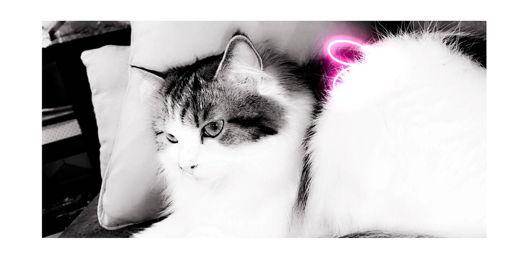 Nala a rejoint le concours — aidez-le/la à gagner de superbes lots ! black_and_white, carnivore, cat, ear, eye, felidae, fur, kitten, monochrome, monochrome_photography, norwegian_forest_cat, nose, photography, ragdoll, small_to_medium_sized_cats, snapshot, snout, stock_photography, whiskers, white