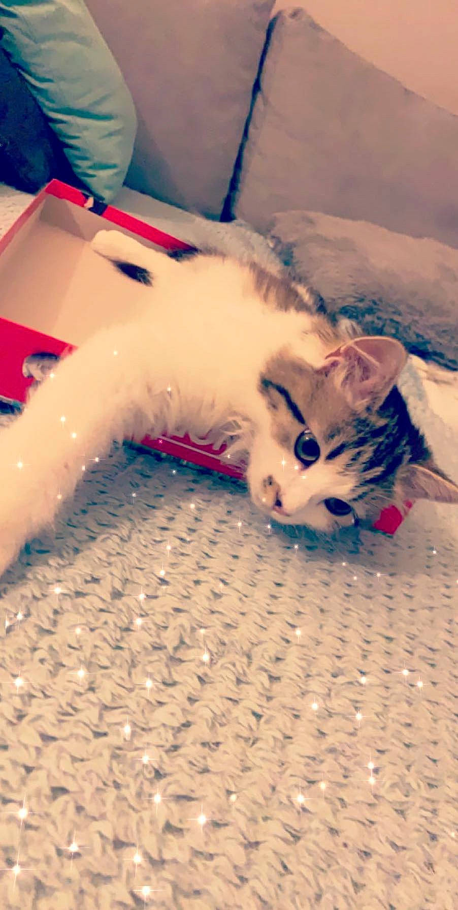 Nala a rejoint le concours — aidez-le/la à gagner de superbes lots ! aegean_cat, carnivore, cat, ear, fawn, felidae, headwear, kitten, person, small_to_medium_sized_cats, tail, turkish_angora, turkish_van, whiskers