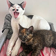 Bandit Et Bamboune a rejoint le concours — aidez-le/la à gagner de superbes lots ! cat, kitten, two_cats, yawning, tortoiseshell_cat, white_cat, black_and_white_cat, pets, indoor, blanket, cozy, resting, cute, feline, animal, sleepy, companions, soft_texture, relaxed, closeup