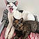 Bandit Et Bamboune