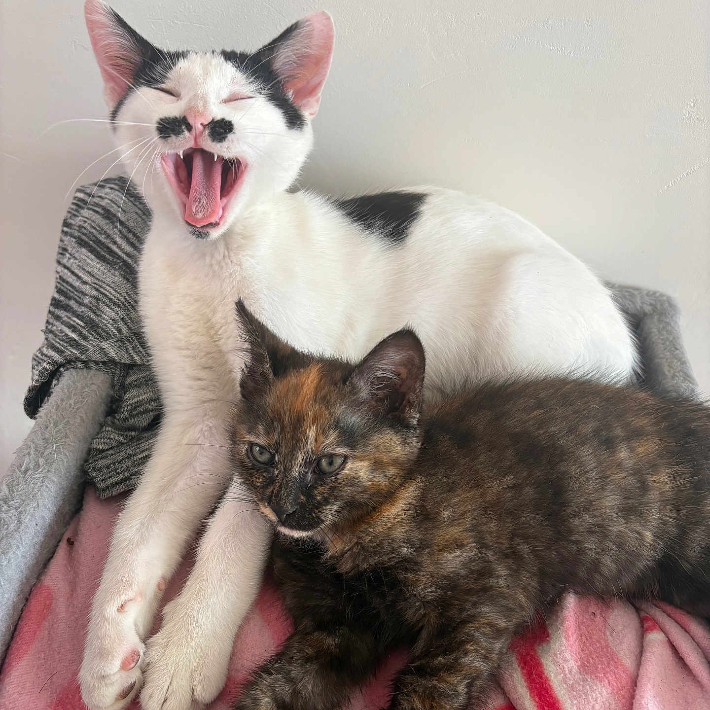 Bandit Et Bamboune a rejoint le concours — aidez-le/la à gagner de superbes lots ! cat, kitten, two_cats, yawning, tortoiseshell_cat, white_cat, black_and_white_cat, pets, indoor, blanket, cozy, resting, cute, feline, animal, sleepy, companions, soft_texture, relaxed, closeup