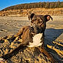 animal, beach, brown, canine, cliff, daytime, dog, ears, mammal, nature, outdoor, paw, pet, portrait, relaxed, sand, sky, snout, sunlight, white