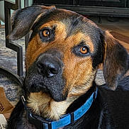 Thor is registered to the contest to win money with this photo: dog, pet, indoor, close_up, collar, brown_eyes, black_and_tan, curious, furniture, living_room, floor, carpet, table, domestic_animal, canine, portrait, companion, cute, animal_face, household