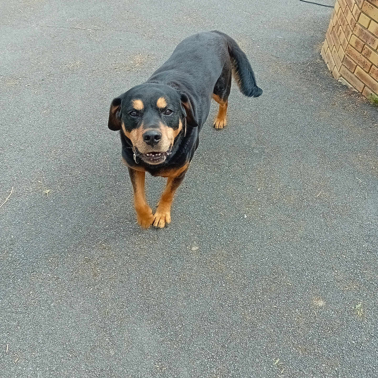 Pato participe au concours pour gagner de l'argent avec cette photo : dog, rottweiler, canine, pet, animal, black, brown, outdoor, pavement, driveway, brick_wall, tail, ears, four_legs, looking, standing, daylight, collar, muzzle, snout