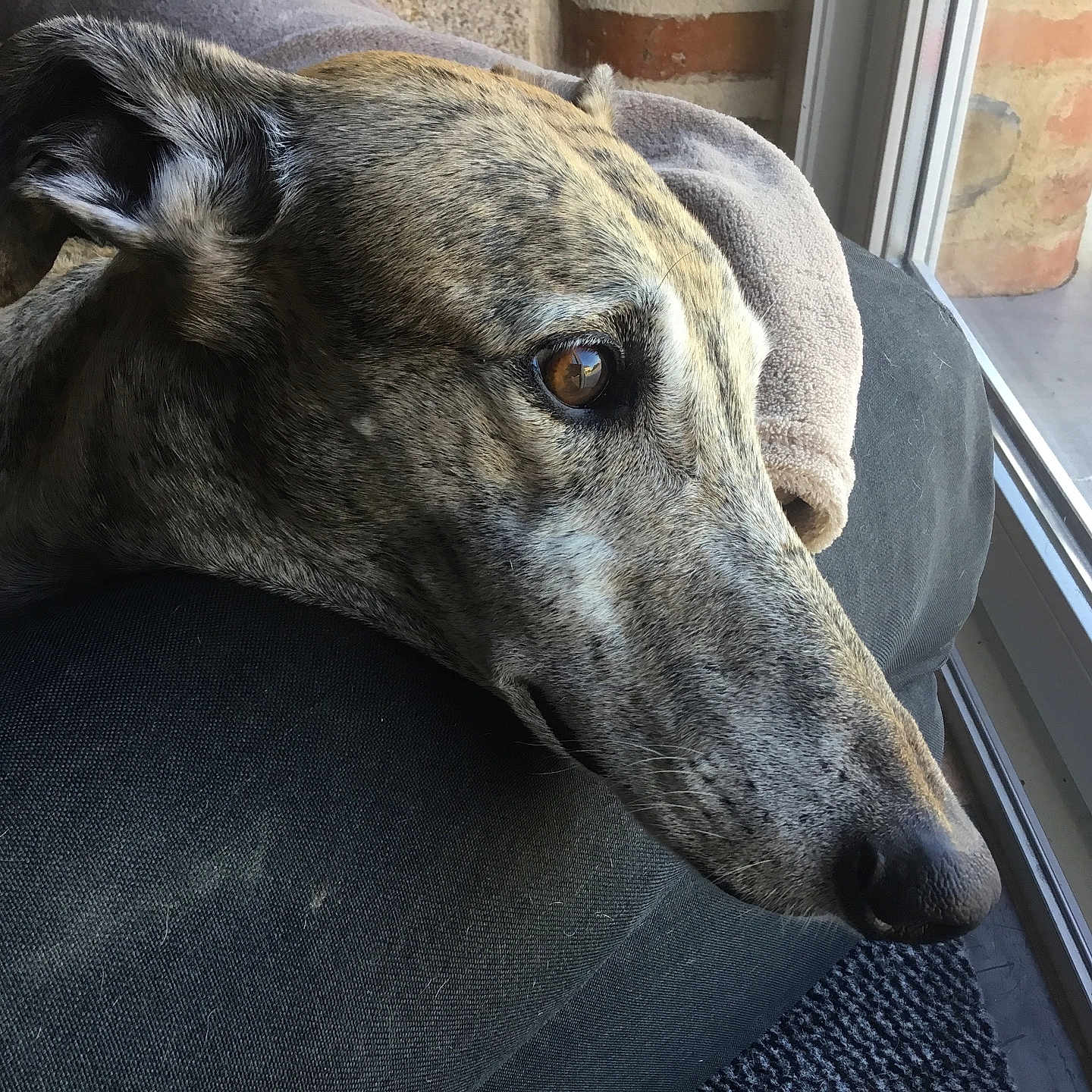 Toni participe au concours pour gagner de l'argent avec cette photo : animal, brindle, close_up, comfort, cushion, dog, ear, eye, fur, home, indoor, natural_light, pet, portrait, quiet, relaxed, resting, snout, texture, window