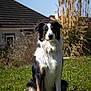 Thalia a rejoint le concours — aidez-le/la à gagner de superbes lots ! dog, tricolor, sitting, grass, outdoor, sunny, blue_sky, house, roof, fur, pet, animal, nature, daylight, canine, portrait, mammal, ears, eyes, garden