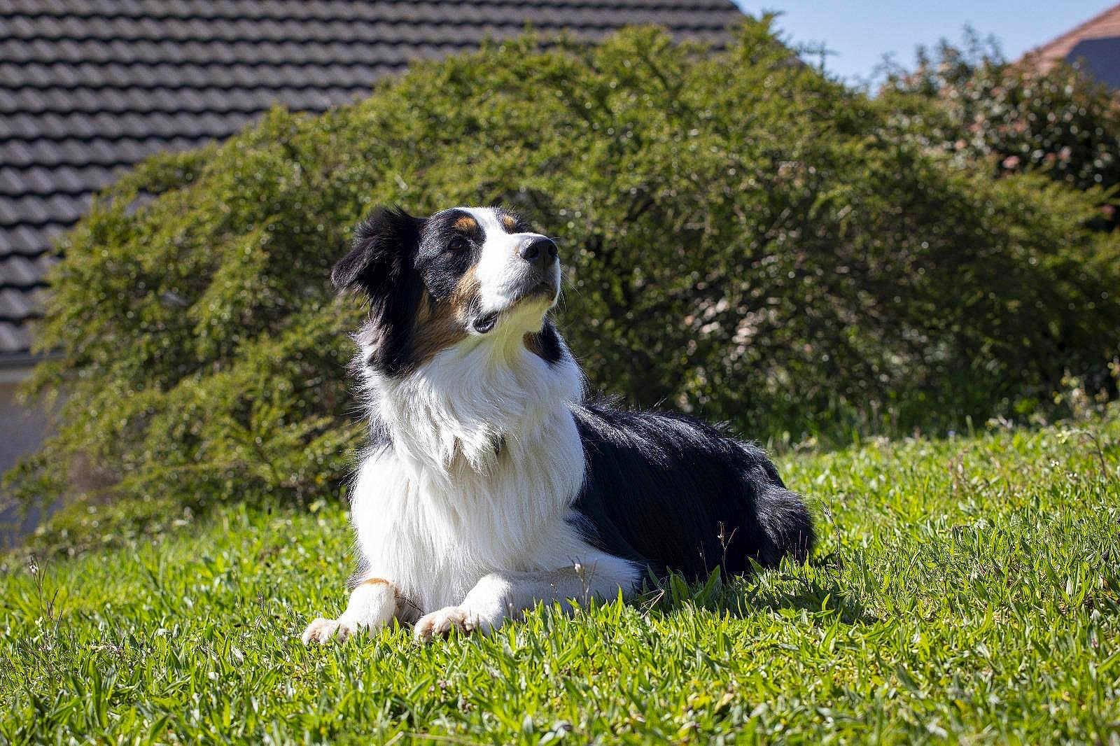 Thalia participe au concours pour gagner de l'argent avec cette photo : dog, border_collie, grass, outdoor, sunlight, greenery, pet, animal, canine, nature, resting, fur, mammal, backyard, summer, quiet, house, leafy_bush, daytime, serene