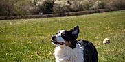 Thalia participe au concours pour gagner de l'argent avec cette photo : dog, border_collie, grass, outdoor, sunlight, field, pet, animal, canine, nature, ears, standing, happy, daylight, fur, mammal, looking_away, trees, blue_sky, playful