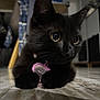 Lila participe au concours pour gagner de l'argent avec cette photo : black_cat, kitten, close_up, indoor, floor, wooden_floor, pet_tag, pink_tag, curious, animal, feline, whiskers, ears, eyes, reflection, blurred_background, cute, young_cat, domestic_cat, lying_down