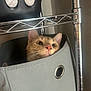 cat, orange_cat, shelf, storage_bin, fabric_basket, metal_wire_shelf, metal_pole, whiskers, pink_nose, ears, eyes, grommet, closet_storage, indoor, cozy, peekaboo, portrait, close_up, wall, fabric_texture