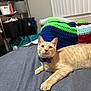 Pooh joined the competition — help win amazing prizes! cat, orange_cat, tabby, bow_tie, bed, blanket, crochet_blanket, paws, whiskers, looking_up, indoor, pet, cozy, portrait, shelf, storage_bins, home_interior, knit, curious, cute
