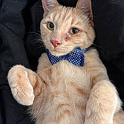 Pooh joined the competition — help win amazing prizes! cat, ginger_cat, orange_fur, bow_tie, polka_dot, pet, whiskers, green_eyes, paws, fur, closeup, portrait, relaxed, indoor, blanket, black_background, cute, kitten, accessory, animal