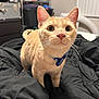Pooh is registered to the contest to win money with this photo: cat, ginger_cat, pet, collar, bow_tie, whiskers, bed, blanket, indoor, bedroom, feline, close_up, curious, ears, eyes, fur, shelf, furniture, portrait, cute