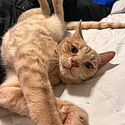 Tigger is registered to the contest to win money with this photo: bed, blanket, cat, close_up, collar, cozy, cute, eyes, fur, ginger_cat, indoor, lying_down, orange_cat, paw, paw_pad, paws, pet, portrait, stretching, whiskers