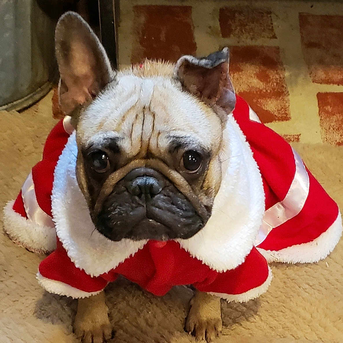 Foxy Brown is registered to the contest to win money with this photo: animal, brown, carpet, christmas, clothing, costume, cute, dog, ears, french_bulldog, holiday, indoors, looking_up, pet, portrait, red_coat, sitting, small_dog, white_fur_trim, wrinkled_face