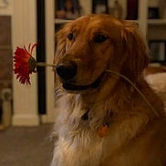 Reed is registered to the contest to win money with this photo: golden_retriever, dog, flower, indoor, pet, canine, fur, living_room, domestic_animal, portrait, animal, cute, mammal, collar, whiskers, nose, ears, fur_texture, calm, house