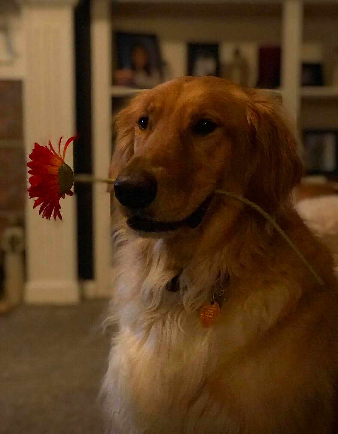 Reed is registered to the contest to win money with this photo: golden_retriever, dog, flower, indoor, pet, canine, fur, living_room, domestic_animal, portrait, animal, cute, mammal, collar, whiskers, nose, ears, fur_texture, calm, house