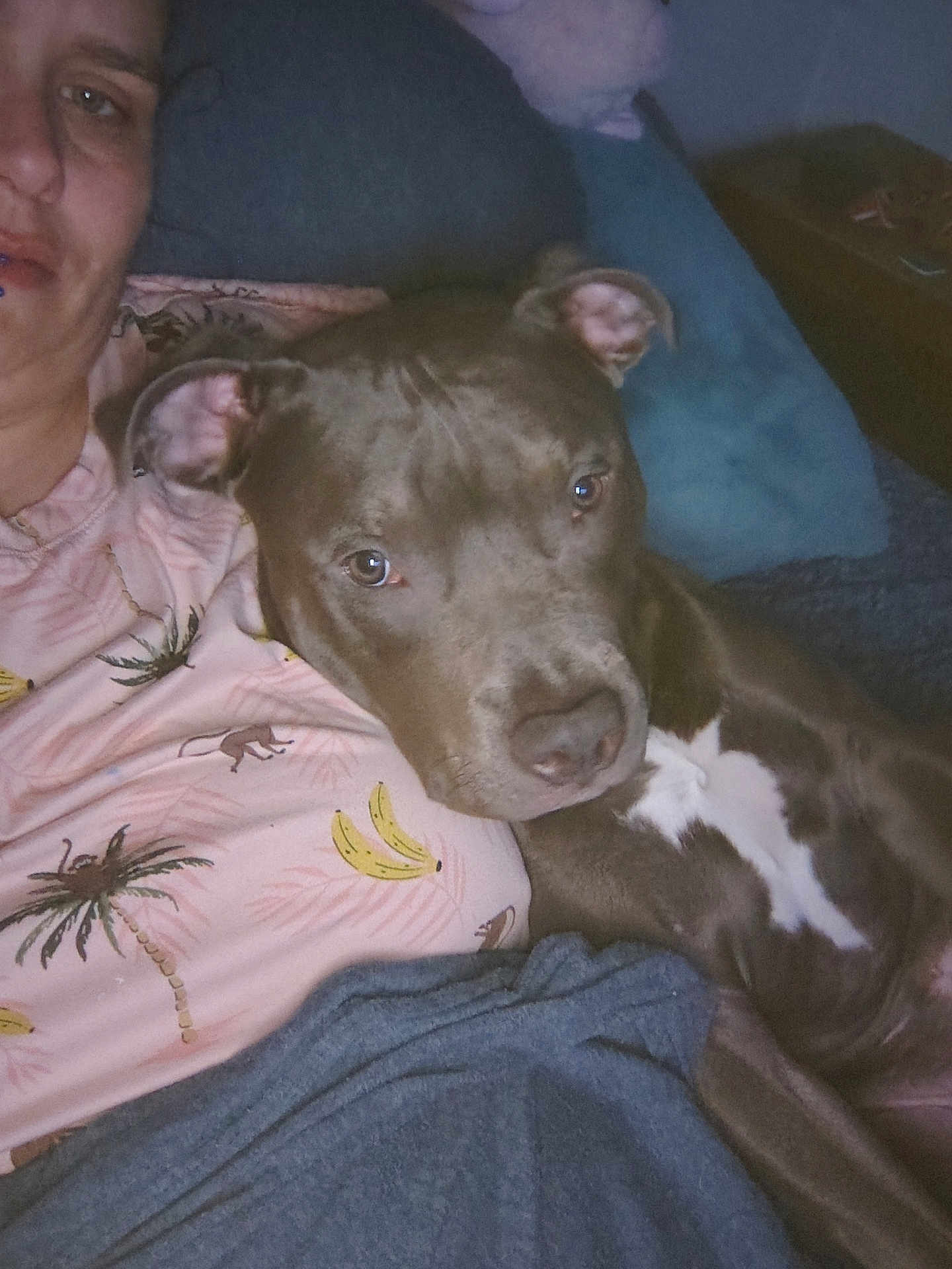 Rocco joined the competition — help win amazing prizes! person, dog, couch, indoor, relaxing, pet, companion, face, brown_dog, shirt, patterned_clothing, pillow, comfort, closeup, casual, portrait, resting, animal, domestic_animal, friendship