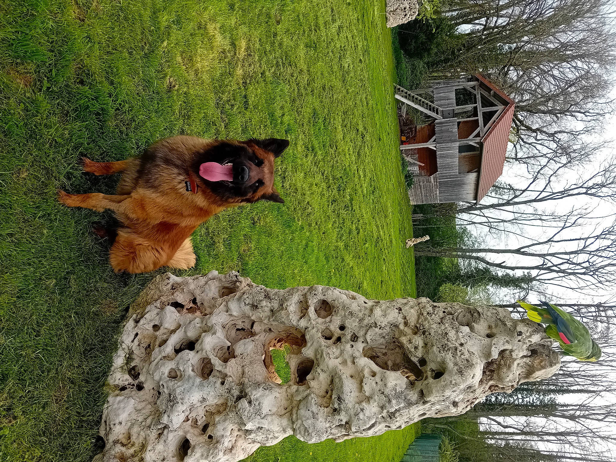 Sultan a rejoint le concours — aidez-le/la à gagner de superbes lots ! bedrock, big_cats, bovine, carnivore, dog_breed, fawn, felidae, fur, grass, grassland, house, livestock, plant, rock, terrestrial_animal, tree, trunk, wildlife, wood, working_animal