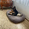 B. Chipie participe au concours pour gagner de l'argent avec cette photo : animal, companion, cozy, curtains, dog, dog_bed, floor, furniture, german_shepherd, indoor, large_dog, marble_floor, pet, puppy, relaxing, resting, small_dog, sunlight, window, wooden_chest