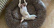 B. Chipie a rejoint le concours — aidez-le/la à gagner de superbes lots ! animal, bed, brown_spots, comfortable, cozy, dog, domestic, floor_tile, fluffy_bed, home, indoor, lying_down, pet, radiator, relaxed, resting, sleeping, small_dog, white_dog, wooden_floor