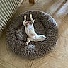 animal, bed, brown_spots, comfortable, cozy, dog, domestic, floor_tile, fluffy_bed, home, indoor, lying_down, pet, radiator, relaxed, resting, sleeping, small_dog, white_dog, wooden_floor