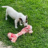 B. Chipie participe au concours pour gagner de l'argent avec cette photo : animal, bone, canine, curious, cute, daylight, dog, grass, grass_field, lawn, mammal, nature, outdoor, pet, playful, puppy, small, sniffing, white, young