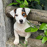 B. Chipie a rejoint le concours — aidez-le/la à gagner de superbes lots ! puppy, dog, heterochromia, white_fur, brown_patch, blue_eye, green_leaves, wooden_fence, outdoor, curious, pet, young_dog, nature, concrete, grass, close_up, animal, adorable, cute, portrait