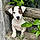 B. Chipie