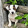 B. Chipie