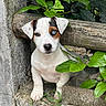 puppy, dog, heterochromia, white_fur, brown_patch, blue_eye, green_leaves, wooden_fence, outdoor, curious, pet, young_dog, nature, concrete, grass, close_up, animal, adorable, cute, portrait