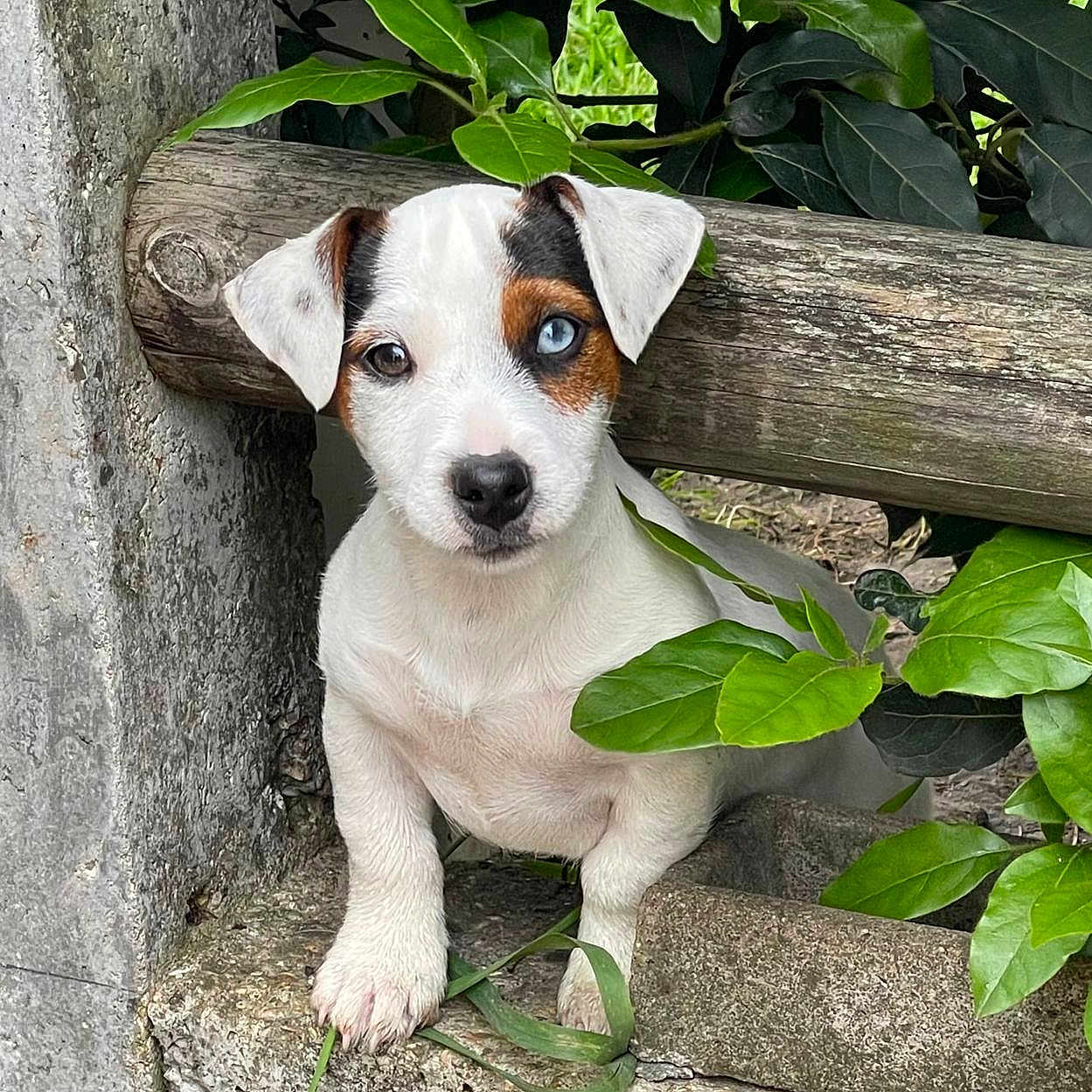 B. Chipie a rejoint le concours — aidez-le/la à gagner de superbes lots ! puppy, dog, heterochromia, white_fur, brown_patch, blue_eye, green_leaves, wooden_fence, outdoor, curious, pet, young_dog, nature, concrete, grass, close_up, animal, adorable, cute, portrait
