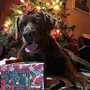 Rocky-Puppy joined the competition — help win amazing prizes! dog, christmas_tree, gift_box, holiday, indoor, decorations, red_bow, tongue_out, festive, carpet, present, lights, warm_lighting, cozy, relaxed, pet, celebration, christmas, holiday_season, home