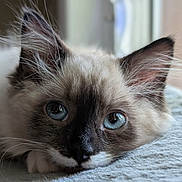 Gomez is registered to the contest to win money with this photo: cat, blue_eyes, close_up, fluffy, whiskers, lying_down, soft_surface, indoor, curious, pet, feline, animal, portrait, relaxed, ears, nose, face, fur, cute, domestic_animal