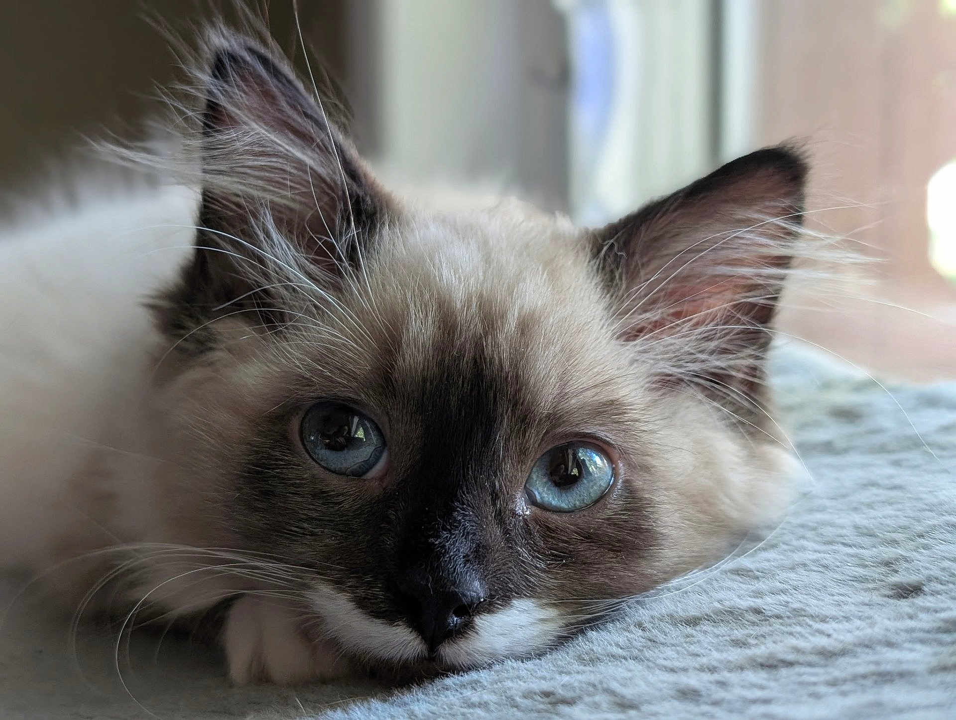 Gomez