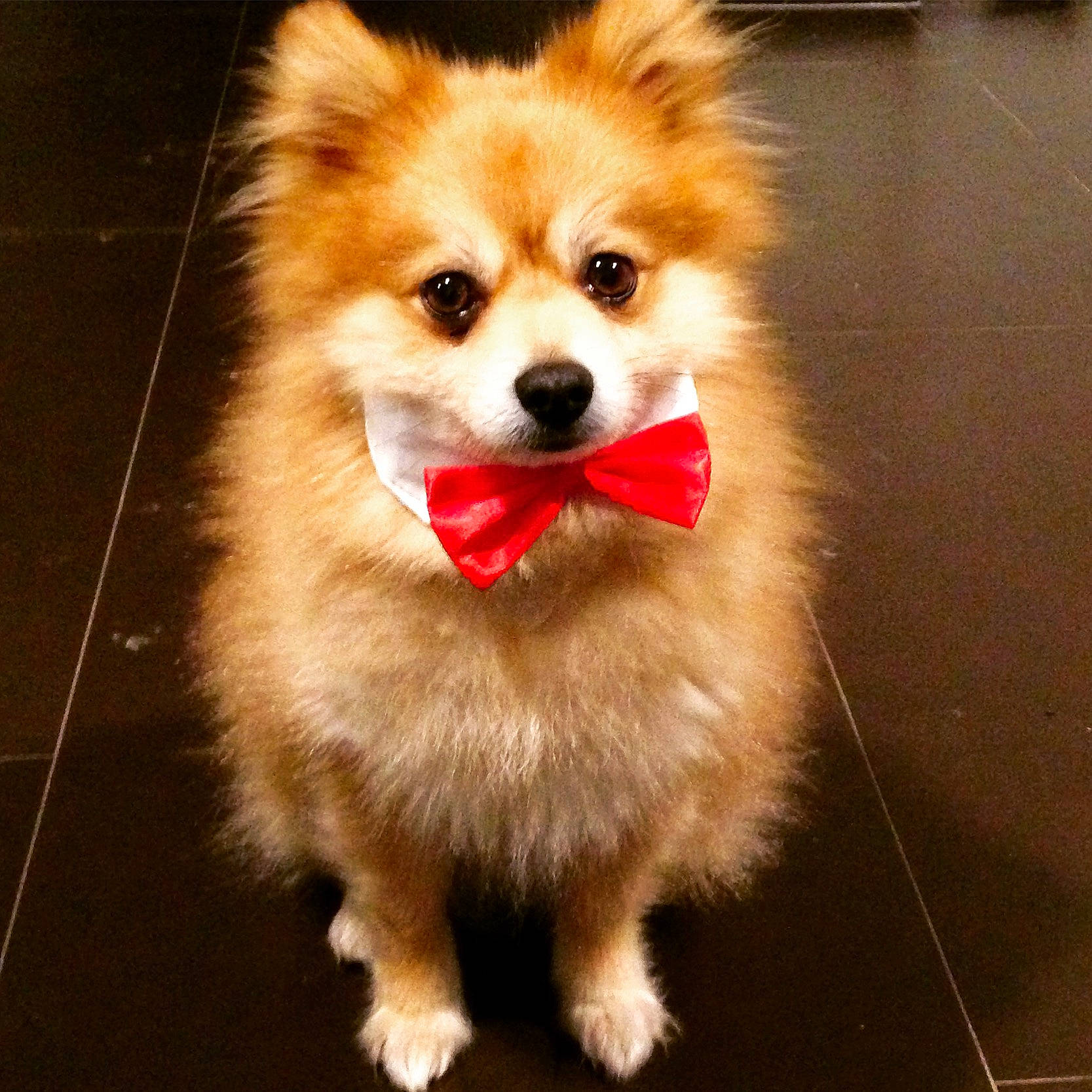 Valentin participe au concours pour gagner de l'argent avec cette photo : ancient_dog_breeds, canidae, carnivore, companion_dog, dog, dog_breed, german_spitz, german_spitz_klein, german_spitz_mittel, icelandic_sheepdog, mammal, non_sporting_group, pomeranian, puppy, rare_breed_dog, snout, spitz, toy_dog, vertebrate, volpino_italiano