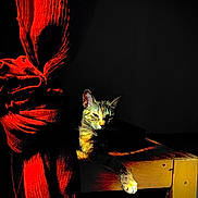 Meiko participe au concours pour gagner de l'argent avec cette photo : cat, tabby, bench, wood, red_curtain, sunlight, shadow, indoor, relaxed, feline, texture, knot, contrast, dark_background, resting, paw, animal, pet, light, cozy