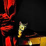 cat, tabby, bench, wood, red_curtain, sunlight, shadow, indoor, relaxed, feline, texture, knot, contrast, dark_background, resting, paw, animal, pet, light, cozy
